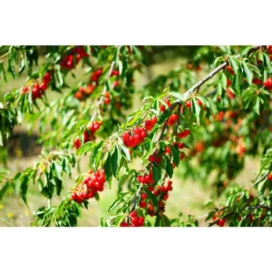 Montmorency Pie Cherry Tree Bare Root Live Plant - Fruit Tree - 2 Years Old 3-4 Feet Tall