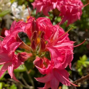 Rhododendron Plant - Rose Pink Flowers - Gallon Pot Size, 1-3 Year Old Azaleas Plant
