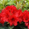 Vulcan Rhododendron Plant - Red Flowers, Gallon Pot, 1-3 Year Old Rhododendron Azalea