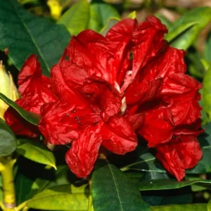 Vulcan Rhododendron Plant - Red Flowers, Gallon Pot, 1-3 Year Old Rhododendron Azalea