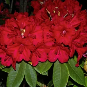Vulcan Rhododendron Plant - Red Flowers, Gallon Pot, 1-3 Year Old Rhododendron Azalea