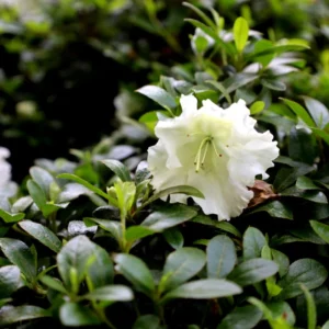 Gumpo White Rhododendron Plant - Gallon Pot - White Flowers - Dwarf Azalea