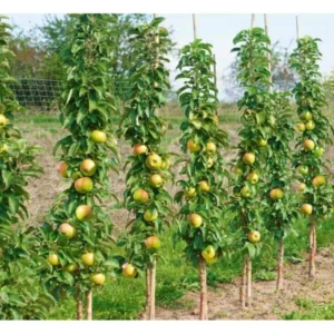 Golden Sentinel Limbless Apple Tree - 2 Year Old Fruit Tree Plant - Columnar Apple