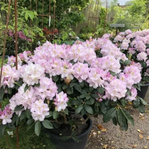 White Rhododendron Plant - Clean White Flowers - Gallon Pot Size