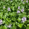 Water Hyacinth & Water Lettuce Pond Plants - Medium Floating Live Algaecide