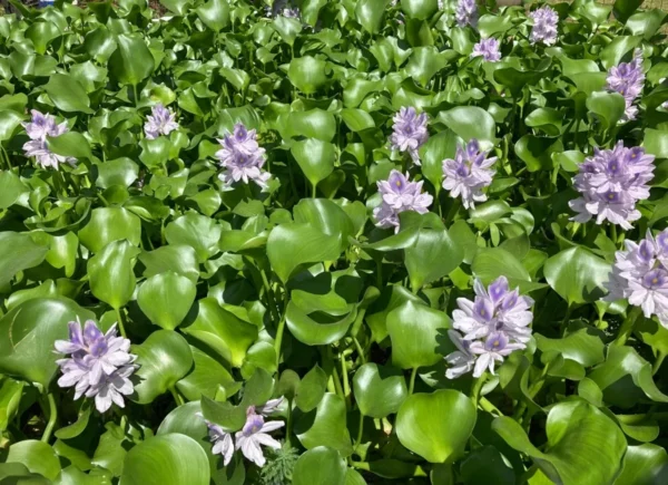 Water Hyacinth & Water Lettuce Pond Plants - Medium Floating Live Algaecide