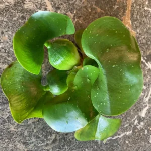 Water Hyacinth & Water Lettuce Pond Plants - Medium Floating Live Algaecide
