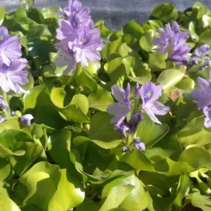 Water Hyacinth & Water Lettuce Pond Plants - Medium Floating Live Algaecide