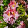 White Pink Rhododendron Plant - Gallon Pot Size - Flowering Shrub