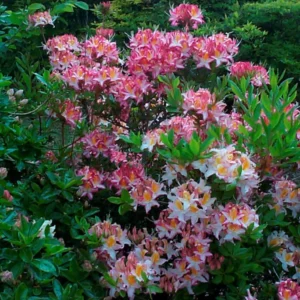 White Pink Rhododendron Plant - Gallon Pot Size - Flowering Shrub