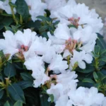 White Rhododendron Plant - 1 Gallon Pot - Pure White Flowers