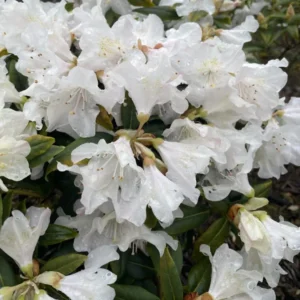 White Rhododendron Plant - 1 Gallon Pot - Pure White Flowers