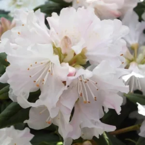 White Rhododendron Plant - 1 Gallon Pot - Pure White Flowers