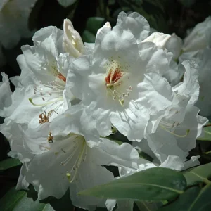 White Rhododendron Plant - 1 Gallon Pot - Pure White Flowers