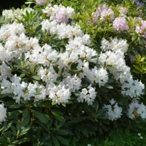 White Rhododendron Plant - 1 Gallon Pot - Pure White Flowers