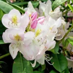 White Rhododendron Plant - Clean White Flowers - Gallon Pot Size