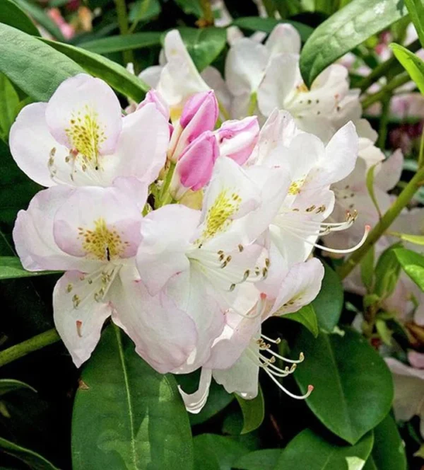 White Rhododendron Plant - Clean White Flowers - Gallon Pot Size