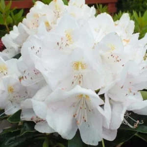 White Rhododendron Plant - Clean White Flowers - Gallon Pot Size