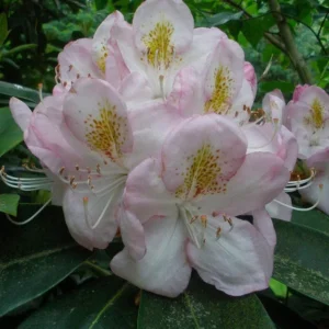 White Rhododendron Plant - Clean White Flowers - Gallon Pot Size
