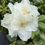 White Rhododendron Plant Gallon Pot Size - Flowering Rhododendron