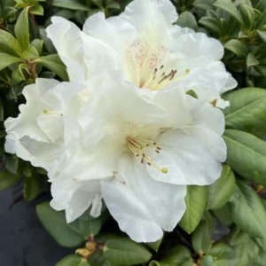 White Rhododendron Plant Gallon Pot Size - Flowering Rhododendron