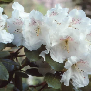 White Rhododendron Plant Gallon Pot Size - Flowering Rhododendron