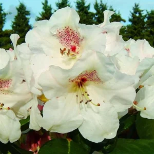 White Rhododendron Plant Gallon Pot Size - Flowering Rhododendron
