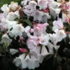 White Rhododendron Plant - Gallon Pot Size - Fragrant Blooms - Rhododendrons Azaleas Plant