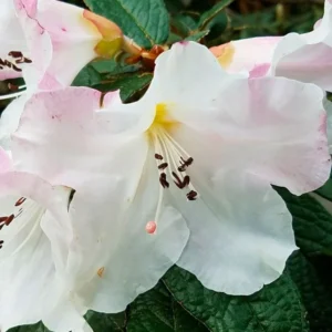 White Rhododendron Plant - Gallon Pot Size - Fragrant Blooms - Rhododendrons Azaleas Plant
