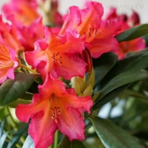 Rhododendron Plant Orange Red Flowers, Gallon Pot, 1-3 Year Old Azalea