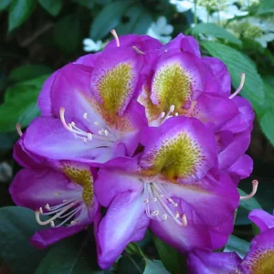 Purple Rhododendron Plant Gallon Pot - Flowering Rhododendrons Azaleas Plant