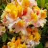 Yellow-Gold-White Rhododendron Plant - Gallon Pot - Flowering Shrub