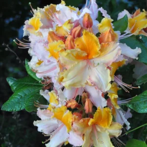 Yellow-Gold-White Rhododendron Plant - Gallon Pot - Flowering Shrub