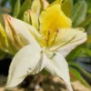 Yellow Rhododendron Plant - 1-3 Year Old Azalea in Gallon Pot - Showy Flowers