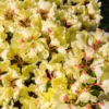 Yellow Rhododendron Plant - Dwarf Rhododendron Flowers - Gallon Pot - 1-3 Year Old