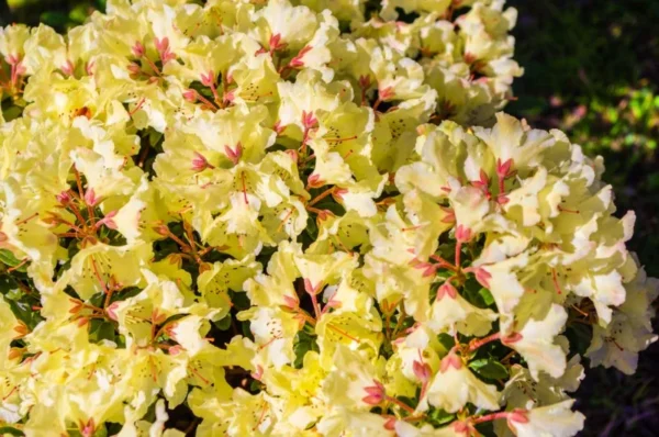Yellow Rhododendron Plant - Dwarf Rhododendron Flowers - Gallon Pot - 1-3 Year Old