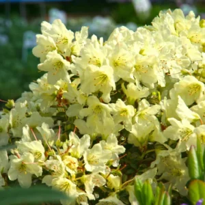 Yellow Rhododendron Plant - Dwarf Rhododendron Flowers - Gallon Pot - 1-3 Year Old