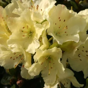 Yellow Rhododendron Plant - Dwarf Rhododendron Flowers - Gallon Pot - 1-3 Year Old