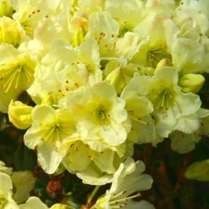 Yellow Rhododendron Plant - Dwarf Rhododendron Flowers - Gallon Pot - 1-3 Year Old