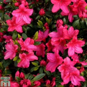 Red Rhododendron Plant - Vuyk's Scarlet - 1 Gallon - Vibrant Blooms