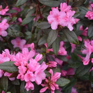 Rhododendron Plant - Vibrant Pink Aglo Rhododendron - 1 Gallon Pot - Flowering Shrub