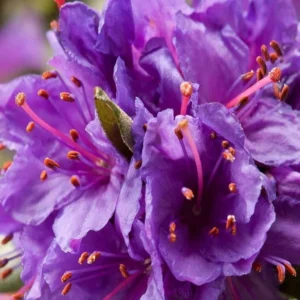 R. impeditum Rhododendron Plant - Purple-Blue Flowers, Gallon Pot, 1-3 Year Old Rhododendron Azalea Plant