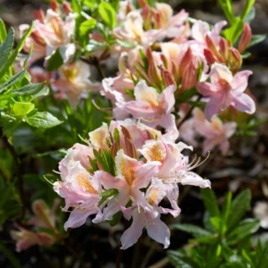 Rhododendron 'Big Frilly' Azalea Plant - 1 Gallon - White-Pink Flowers - 1-3 Year Old