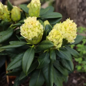 Capistrano Rhododendron Plant - Light Yellow Flowers - 1 Gallon Pot - Azalea Rhododendron Plant
