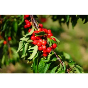 Montmorency Pie Cherry Tree Bare Root Live Plant - Fruit Tree - 2 Years Old 3-4 Feet Tall