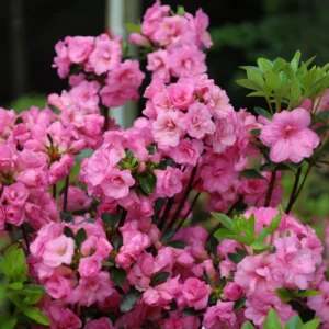 Rosebud Azalea Rhododendron Plant - Rosy-Pink Flowers, Gallon Pot Size, 1-3 Year Old Plant