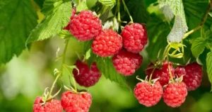 caroline raspberry - feature image