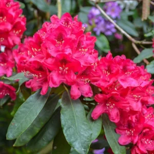 Red Rhododendron Plant - Gallon Pot Size - Flowering Shrub