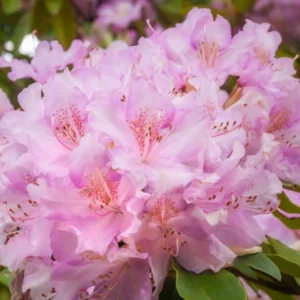 Pink Rhododendron Plant - Delicate Flowers, 1-3 Year Old, Gallon Pot Size