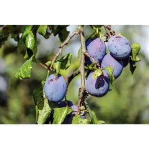 Italian Plum Tree - 2 Year Old Sweet Fruit Plant, 3-4 Feet Tall